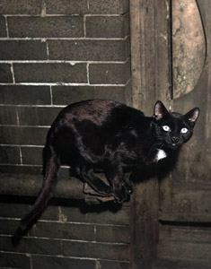 無題（パイプの上の黒猫） [イーラ, 85枚の猫より]のサムネイル画像