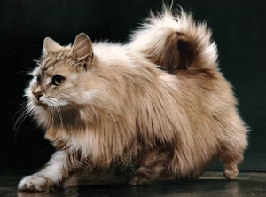 Untitled (Long-haired Cat) [Ylla,  from 85 CHATS] Thumbnail Images