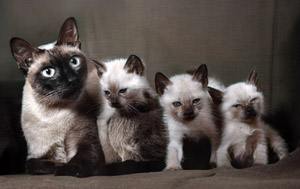 無題（シャムネコの家族） [イーラ, 85枚の猫より]のサムネイル画像