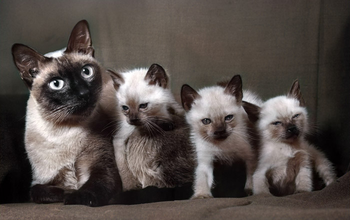 無題（シャムネコの家族） [イーラ, 85枚の猫より] パブリックドメイン画像 