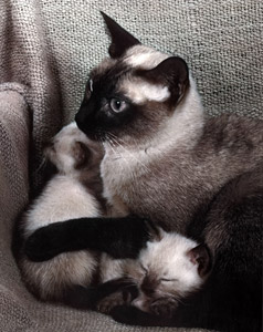 Untitled (Siamese Cat Family #2) [Ylla,  from 85 CHATS] Thumbnail Images