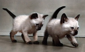 無題（シャムネコの子猫） [イーラ, 85枚の猫より]のサムネイル画像