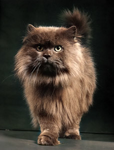無題（毛の長い猫） [イーラ, 85枚の猫より]のサムネイル画像