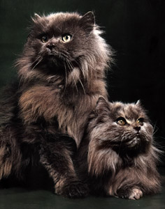無題（2匹の毛の長い猫） [イーラ, 85枚の猫より]のサムネイル画像