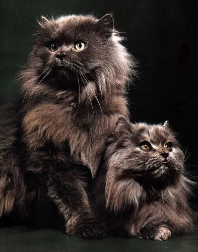 無題（2匹の毛の長い猫） [イーラ, 85枚の猫より] パブリックドメイン画像 