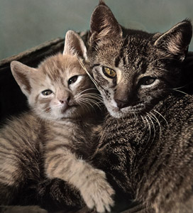 無題（仲良しの2匹の子猫たち） #1 [イーラ, 85枚の猫より]のサムネイル画像