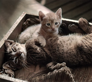 無題（仲良しの2匹の子猫たち） #2 [イーラ, 85枚の猫より]のサムネイル画像