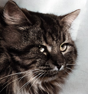 無題（大きな猫の頭） [イーラ, 85枚の猫より]のサムネイル画像
