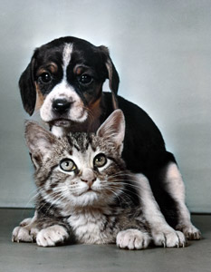 Untitled (Cat and Puppy) [Ylla,  from 85 CHATS] Thumbnail Images