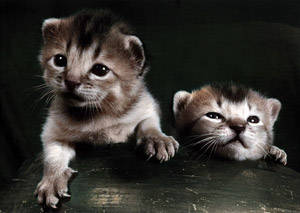 無題（2匹の子猫） [イーラ, 85枚の猫より]のサムネイル画像
