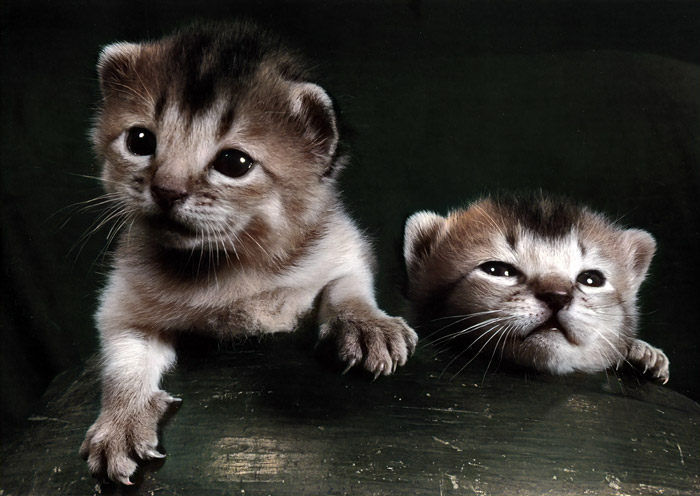 無題（2匹の子猫） [イーラ, 85枚の猫より] パブリックドメイン画像 