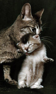 無題（子猫を咥える母猫） [イーラ, 85枚の猫より]のサムネイル画像