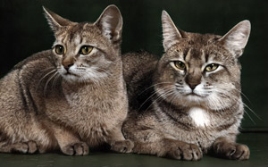 無題（2匹の猫） [イーラ, 85枚の猫より]のサムネイル画像