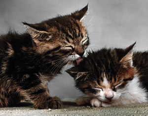 無題（子猫を舐める子猫） #1 [イーラ, 85枚の猫より]のサムネイル画像