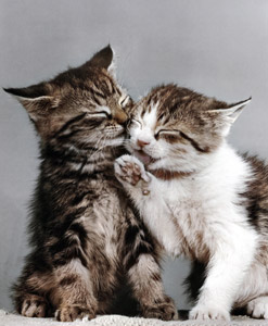 Untitled (Two Kittens) [Ylla,  from 85 CHATS] Thumbnail Images