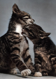 無題（子猫を舐める子猫） #2 [イーラ, 85枚の猫より]のサムネイル画像