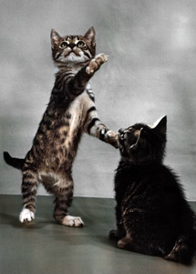 無題（立ち上る子猫） [イーラ, 85枚の猫より]のサムネイル画像