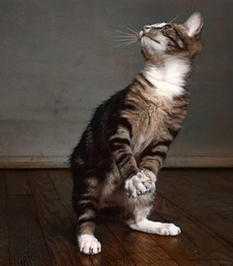 無題（2足で立つ猫） [イーラ, 85枚の猫より]のサムネイル画像