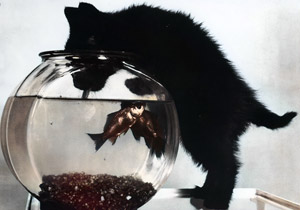 無題（金魚鉢の水を飲む子猫） [イーラ, 85枚の猫より]のサムネイル画像