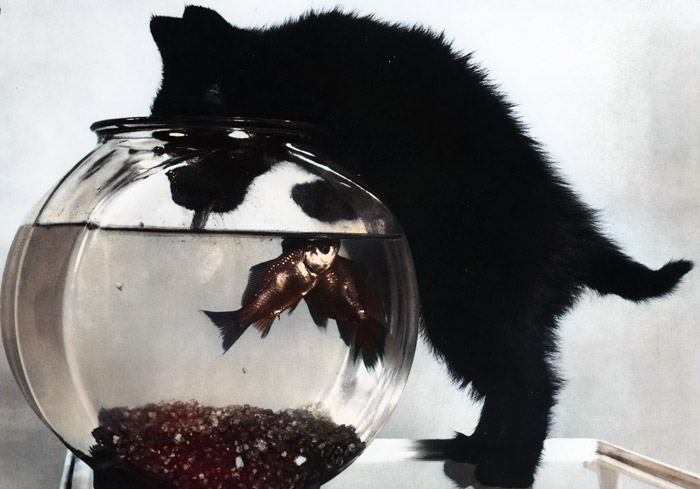 無題（金魚鉢の水を飲む子猫） [イーラ, 85枚の猫より] パブリックドメイン画像 