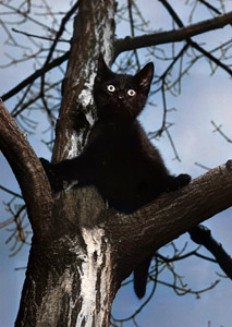 Untitled (Kitten in a Tree) [Ylla,  from 85 CHATS] Thumbnail Images