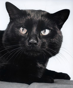 無題（黒猫の顔のアップ） [イーラ, 85枚の猫より]のサムネイル画像