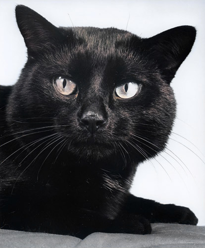 無題（黒猫の顔のアップ） [イーラ, 85枚の猫より] パブリックドメイン画像 