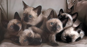 無題（シャムの子猫たち） [イーラ, 85枚の猫より]のサムネイル画像