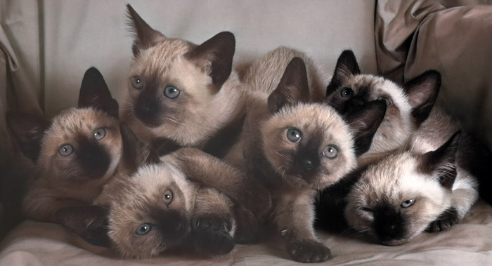 Untitled (Siamese Kittens) [Ylla,  from 85 CHATS]