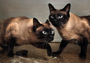 無題（2匹のシャムネコ） [イーラ, 85枚の猫より]のサムネイル画像