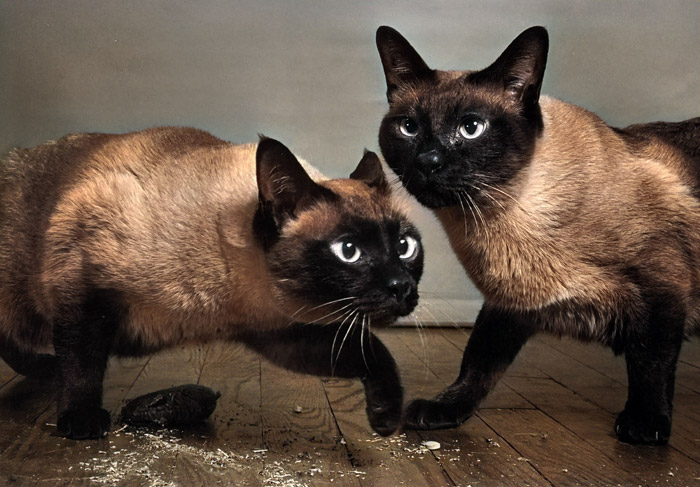 Untitled (Two Siamese Cats) [Ylla,  from 85 CHATS]