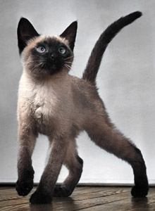 無題（1匹のシャムの子猫） [イーラ, 85枚の猫より]のサムネイル画像