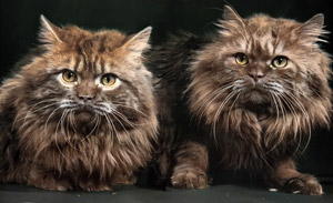 無題（毛の長い2匹の猫） [イーラ, 85枚の猫より]のサムネイル画像