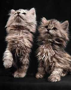 無題（2匹の毛の長い子猫） [イーラ, 85枚の猫より]のサムネイル画像