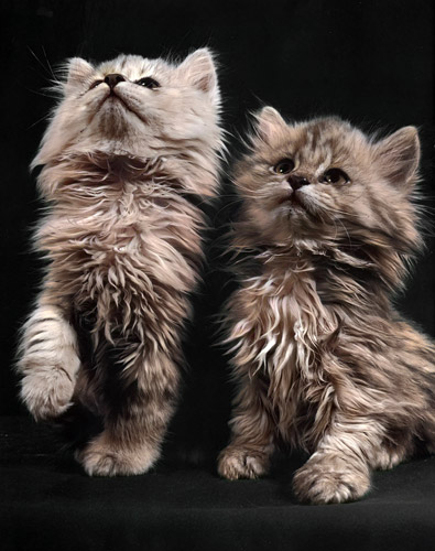 無題（2匹の毛の長い子猫） [イーラ, 85枚の猫より] パブリックドメイン画像 