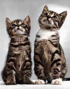 無題（上の方を見ている2匹の子猫） [イーラ, 85枚の猫より]のサムネイル画像