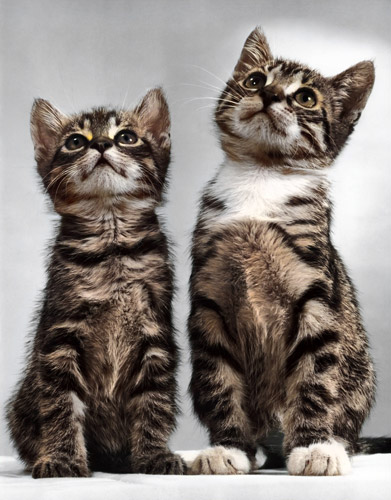 無題（上の方を見ている2匹の子猫） [イーラ, 85枚の猫より] パブリックドメイン画像 