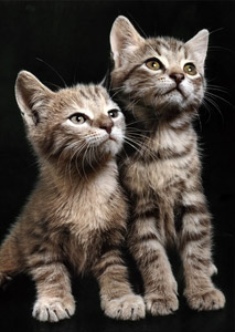 無題（見ている2匹の子猫） [イーラ, 85枚の猫より]のサムネイル画像