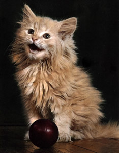 Untitled (Ball and Long-hair Breed Kitten) [Ylla,  from 85 CHATS] Thumbnail Images