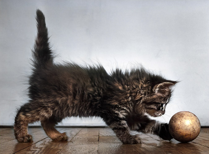 無題（ボールと遊ぶ子猫） [イーラ, 85枚の猫より] パブリックドメイン画像 