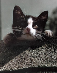 無題（顔を出す子猫） [イーラ, 85枚の猫より]のサムネイル画像