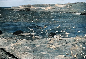 Seagulls #2 [Naotoshi Tejima, 1950, from Asahi Camera May 1952] Thumbnail Images