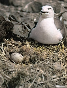 ウミネコの生態 （孵化して1時間のヒナと親鳥） [手島直利, 1951年, アサヒカメラ 1952年5月号より]のサムネイル画像