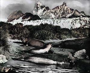 海驢 [フランク・ハーレイ, アサヒカメラ 1952年5月号より]のサムネイル画像
