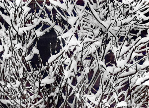 雪三態 [井上宏通, 日本カメラ 1956年2月号より]のサムネイル画像