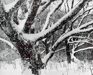 樹林 [渡部章正, 日本カメラ 1956年2月号より]のサムネイル画像