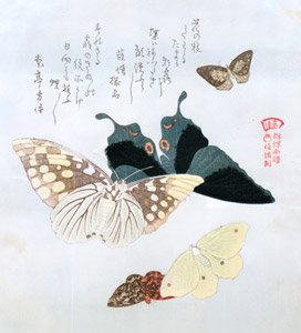 Among Flowers, from the Butterfly Collection series [Kubo Shunman, 1804-1818, from Musees Royaux d’Art Et d’Histoire, Brussels] Thumbnail Images