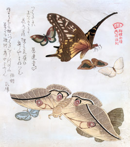 On the Wing, from the Butterfly Collection series [Kubo Shunman, 1804-1818, from Musees Royaux d’Art Et d’Histoire, Brussels] Thumbnail Images