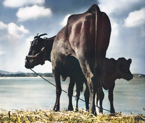 Cows [Tetsuo Kasai,  from The World’s Photographic Masterpieces 1939] Thumbnail Images