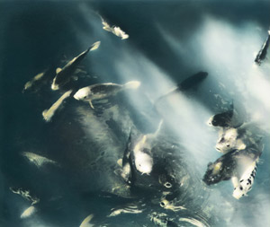 Carp Fishs [Seiji Kobayashi,  from The World’s Photographic Masterpieces 1939] Thumbnail Images